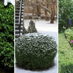 Buxbom i olika skepnader: klipps, täcks av snö och blomstrar vackert, trots hotet från buxbomssjukdom.