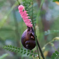 Lumaca con grappolo di uova rosa brillante attaccato a un ramo. Un piccolo tesoro di uova di lumaca in attesa di schiudersi.