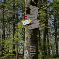 Leśny drogowskaz na drzewie, wskazujący szlak na Lubomir i inne miejsca. Znaki PTTK informują o trasach i czasie dojścia.