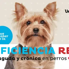 Adorable yorkshire terrier con texto sobre insuficiencia renal en perros. Información vital para dueños preocupados.