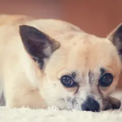Słodki piesek rasy chihuahua leży na białym dywanie. Zastanawiasz się, ile żyje chihuahua? Te małe psy często cieszą się długim życiem.