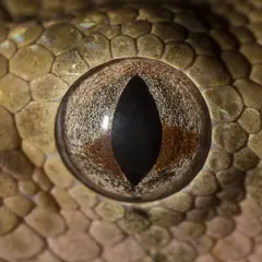 Ojo de una serpiente, posiblemente la serpiente más venenosa del mundo, con escamas detalladas y una pupila vertical.
