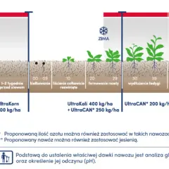 Jaki nawóz pod korzeń rzepaku? Odkryj skuteczne rozwiązania dla plonów