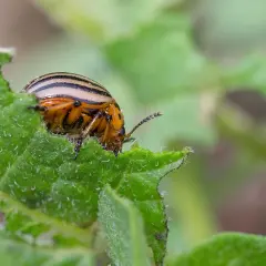 Doryphore de la pomme de terre, insecte rayé, mange une feuille verte.