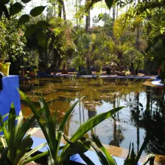 Un bassin d'eau reflète la végétation luxuriante. Sa **bordure de bassin en pierre**, peinte en bleu vif, contraste avec les tons verts et bruns du jardin exotique.