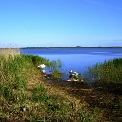 Dwa łabędzie na spokojnym jeziorze Łebsko, otoczone trzcinami. To jedne z wielu atrakcji przyrodniczych tego miejsca.