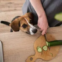 Un perro beagle mira atentamente mientras cortan un pepino. ¡El pepino es bueno para los perros y este parece querer probarlo!