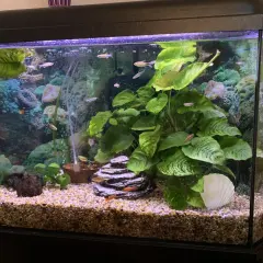 Ett vackert akvarium utan pump, fyllt med gröna växter, stenar och små fiskar som simmar runt.