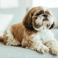 Uroczy piesek rasy shih tzu leży na kanapie, z puszystym futrem i łagodnym spojrzeniem.