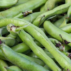 Un mucchio di baccelli di fave verdi, pronti per la semina o per essere gustati.