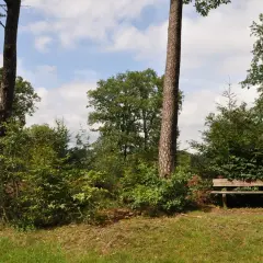 Holzbank am Hexenweg Friesenhagen, umgeben von üppigem Grün und hohen Bäumen. Ein friedlicher Ort zum Ausruhen.