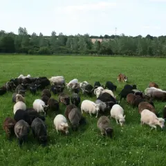 Un troupeau de moutons nains sans tonte broute paisiblement dans un pré verdoyant, sous le regard attentif d'un chien de berger.