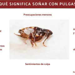 Una pulga con huevos, simbolizando preocupaciones menores, irritabilidad y agotamiento al soñar con pulgas.
