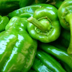 Frisch geerntete, glänzende grüne Paprika liegen übereinander.