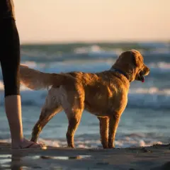 Złoty retriever na plaży w Międzyzdrojach, cieszący się zachodem słońca.