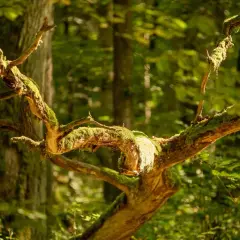 Splecione, omszałe gałęzie w sercu rezerwatu Białowieża, gdzie światło przebija się przez gęsty las.