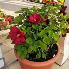 Piękny, ciemnoczerwony hibiskus odmiany w donicy, otoczony zielonymi liśćmi i pąkami.