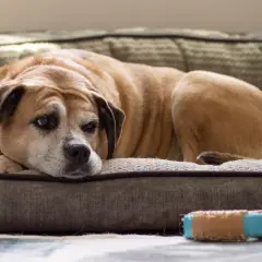 Perro mayor, con mirada cansada, descansa en su cama. Podría ser un caso de demencia senil en perros, mostrando la lentitud de la vejez.