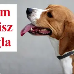 Jak wytresować beagla? Poradnik dla upartych, ale kochanych psów