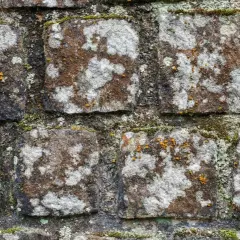 Moos und Flechten bedecken die rauen Pflastersteine und verleihen ihnen eine natürliche, verwitterte Textur.