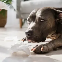 Perro con aspecto triste y pañuelos de papel esparcidos, quizás por parainfluenza canina.