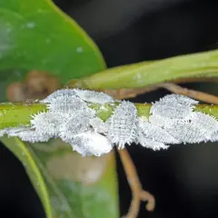 Widoczne wełnowce na gałązce rośliny, pokryte białym, woskowym nalotem. To typowe objawy żerowania tych szkodników.