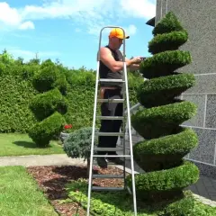 Jak zrobić drzewko bonsai z tui – proste kroki i błędy, których unikać