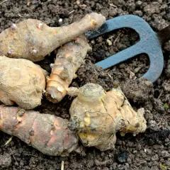 Frisch ausgegraben: Topinambur-Knollen liegen auf dunkler Erde neben einer kleinen Grabegabel. Die Ernte ist erfolgreich!