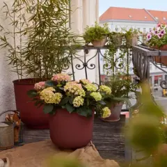 Balkon pełen życia: hortensje, lawenda i pelargonie tworzą idealne jakie kwiaty na słoneczny balkon.