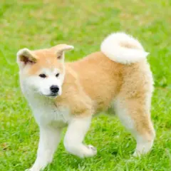 Szczeniak rasy Akita Inu, jak wygląda pies akita, z puszystym ogonem zawiniętym na grzbiecie, biega po zielonej trawie.