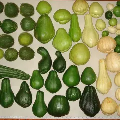 Una collezione di zucchine centenarie, di varie forme e dimensioni, alcune verdi e altre color crema, disposte su una superficie chiara.