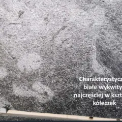Szara płytka gresowa z charakterystycznym białym nalotem, tworzącym wzory przypominające kółeczka.