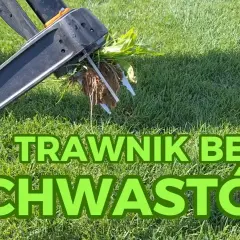 Jak pozbyć się płożących chwastów z trawnika? Skuteczne metody