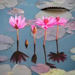 Trois nénuphars roses éclosent sur l'eau calme, leurs reflets dansants se mêlant aux feuilles flottantes. Un bouton de nénuphar sous l'eau attend son heure.