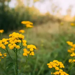 Kwitnący w słońcu **tujon** w letniej łące.