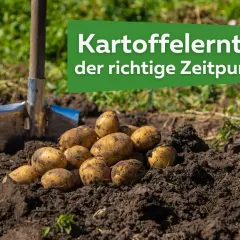 Frisch geerntete Kartoffeln liegen neben einer Schaufel im Erdreich. Der richtige Zeitpunkt, wann erntet man Kartoffeln, ist entscheidend für eine gute Ernte.