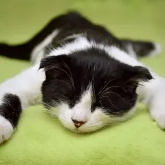 Un chaton noir et blanc, tout mou, dort profondément sur un fond vert. Il faut dire que mon chat dort beaucoup !