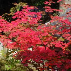Ein japanischer Ahorn mit leuchtend roten Blättern steht vor einem traditionellen Dach. Der Standort ist idyllisch und friedlich.