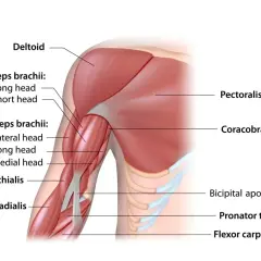 Mięśnie pracujące przy pompkach: klatka piersiowa (pectoralis major), triceps, biceps, bark (deltoid) i przedramię.
