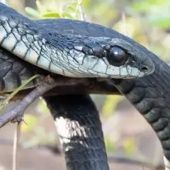 Mamba negra, su cuerpo oscuro se enrosca en una rama. Su mirada alerta sugiere la velocidad que la caracteriza.