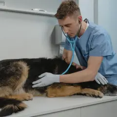 Veterinario examina a un perro con síntomas de perro enfermo del estómago.