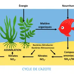 Schéma illustrant le cycle de l'azote : plantes aquatiques assimilant les nitrates, bactéries transformant les composés ammoniacaux en nitrites puis nitrates, et un poisson produisant de la matière organique.