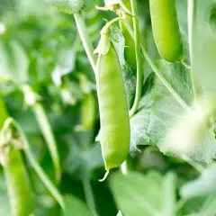 Frische zucker erbsen reifen an der Pflanze.