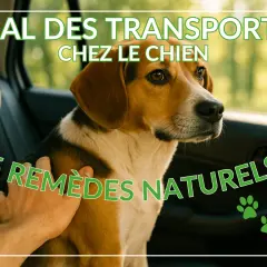 Un chien malade en voiture, le regard un peu perdu, reçoit une caresse réconfortante. L'image suggère des remèdes naturels pour le mal des transports canin.