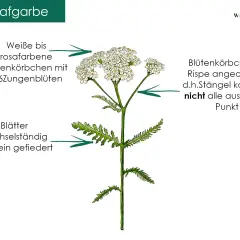 Schafgarbe: weiße bis rosafarbene Blütenkörbchen, fein gefiederte Blätter. Die Schafgarbe wirkt entzündungshemmend und wundheilend.