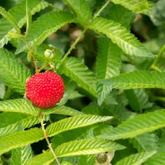 Czerwona, kulista truskawkomalina dojrzewa wśród zielonych, ząbkowanych liści. Obok widać niedojrzałe owoce.