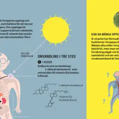Illustration visar hur solljus omvandlas till D-vitamin i huden, viktigt för kalciumupptag. D-vitaminbrist kan ge hudproblem.