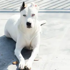 Dogo argentino con ojos azules intensos, raza que algunos consideran peligrosa, descansa sobre baldosas grises bajo la sombra de una valla.