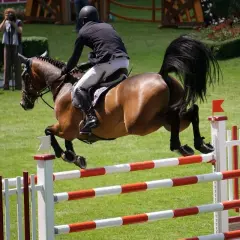 Ein Reiter mit schwarzer Kleidung und Helm springt mit seinem braunen Pferd über ein Hindernis. Ein spannender Moment beim Pferdefest 2024.