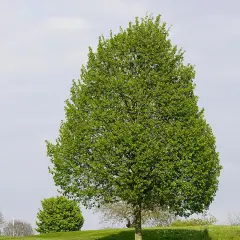 Zielone, rozłożyste drzewo, które po niemiecku nazywa się "Linde".